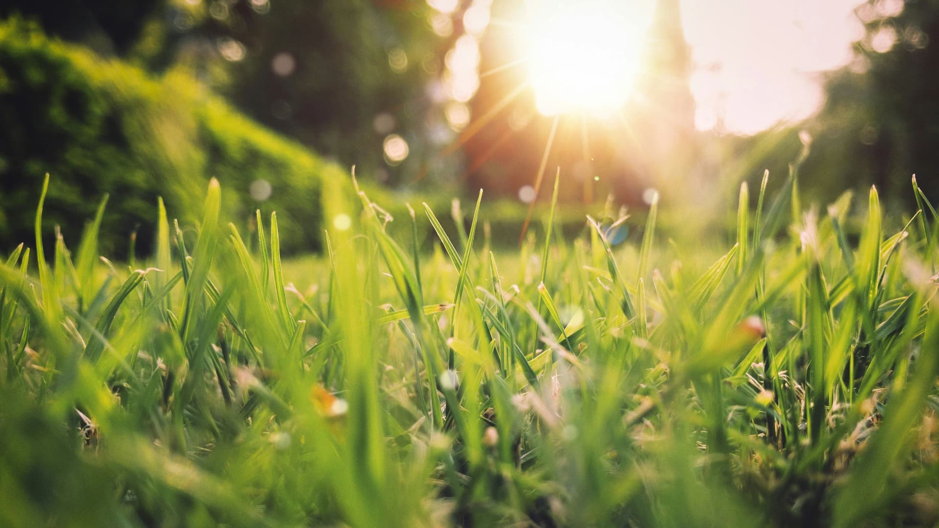 Transitional Gardening: Early Steps to Welcome Spring image