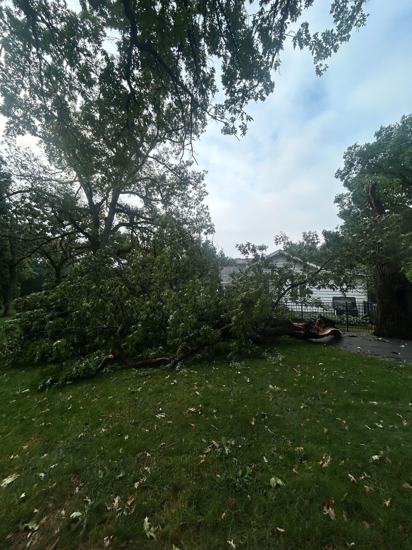 Expert Storm Cleanup and Tree Removal Services image