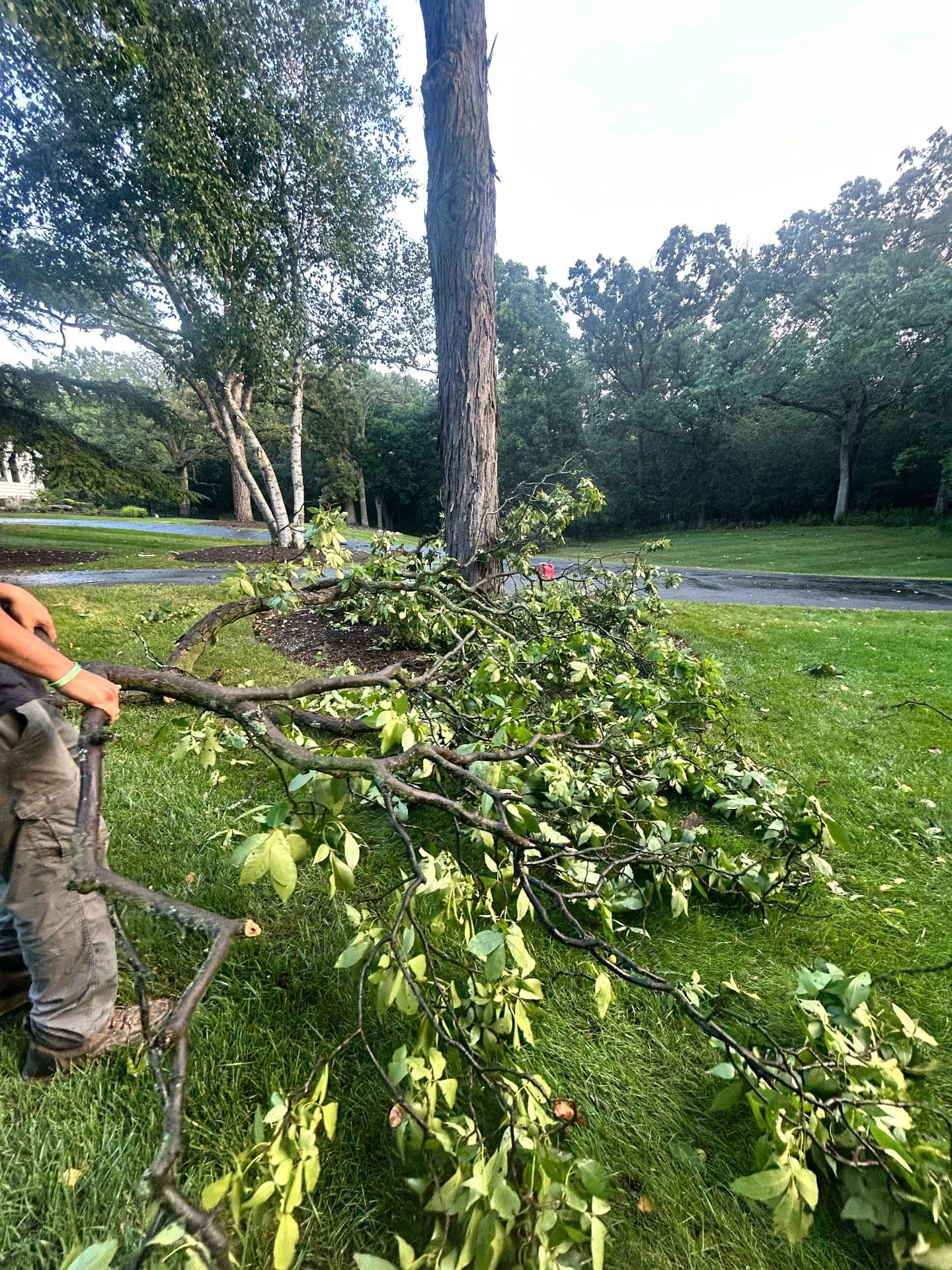 Gallery photos for Expert Storm Cleanup and Tree Removal Services: Image #1