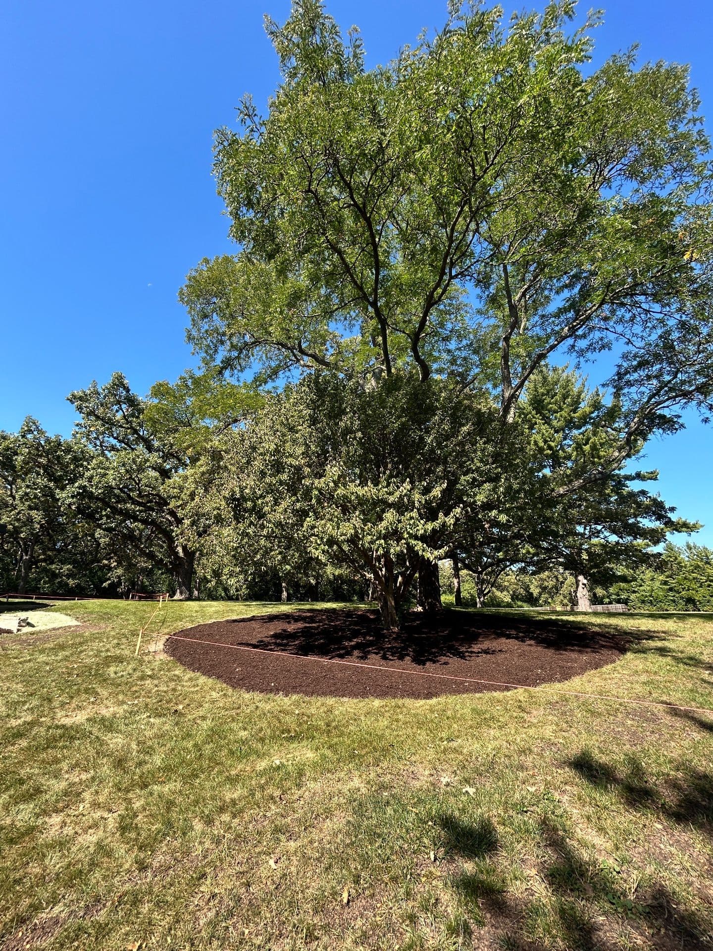 Revitalize Your Outdoor Space with Expert Mulching image