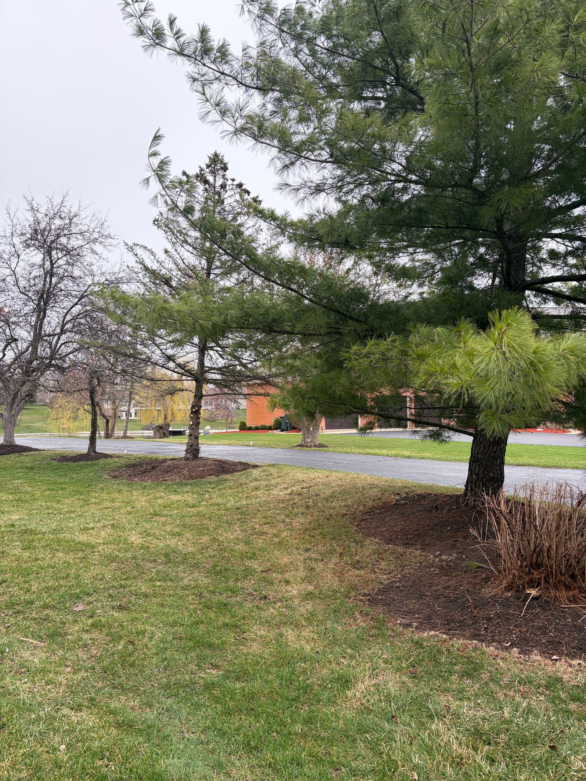 Full Spring Cleanup and Tree Pruning at a Barrington Area Property image