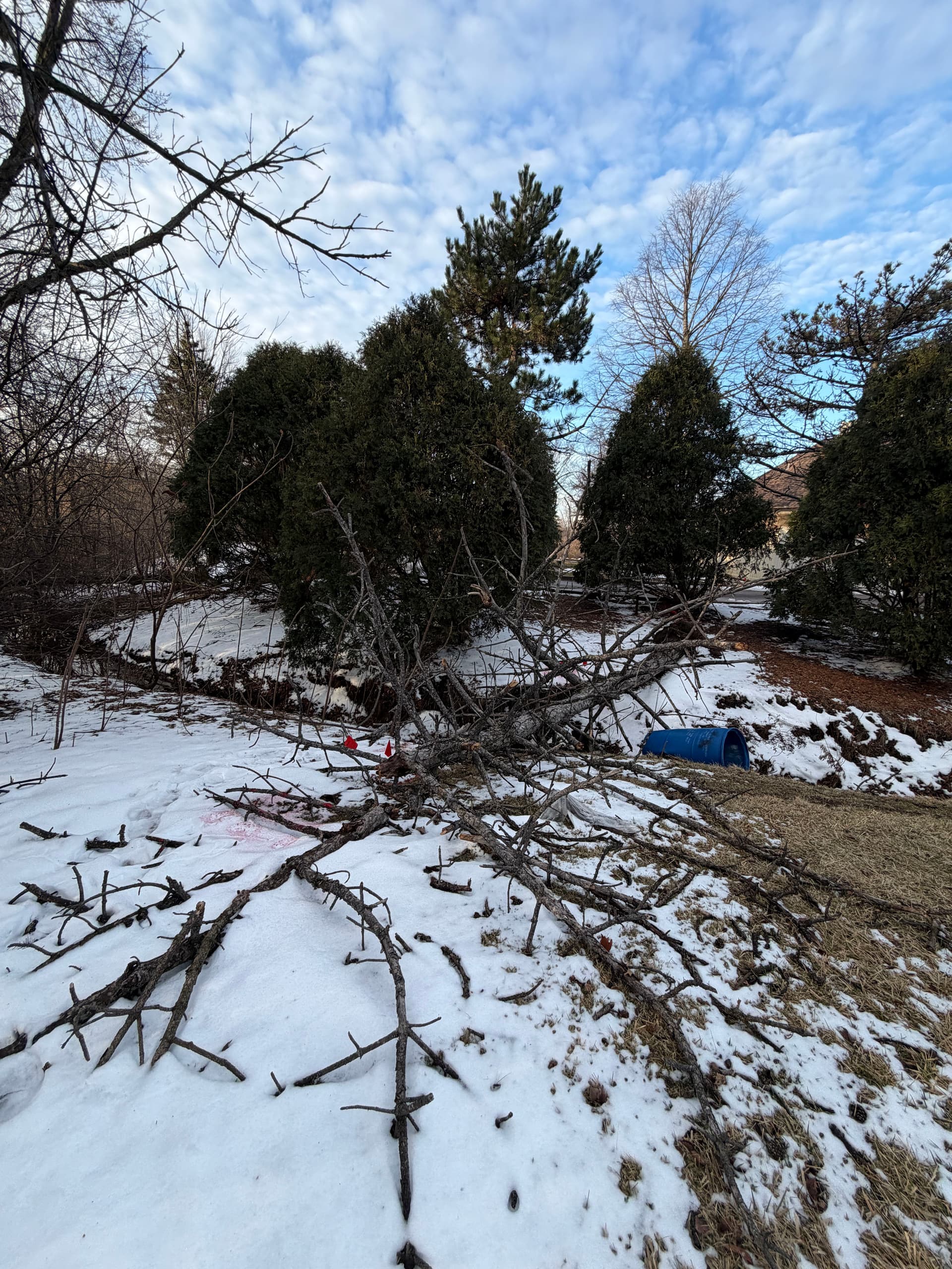 Efficient Tree Removal in Lake Zurich image