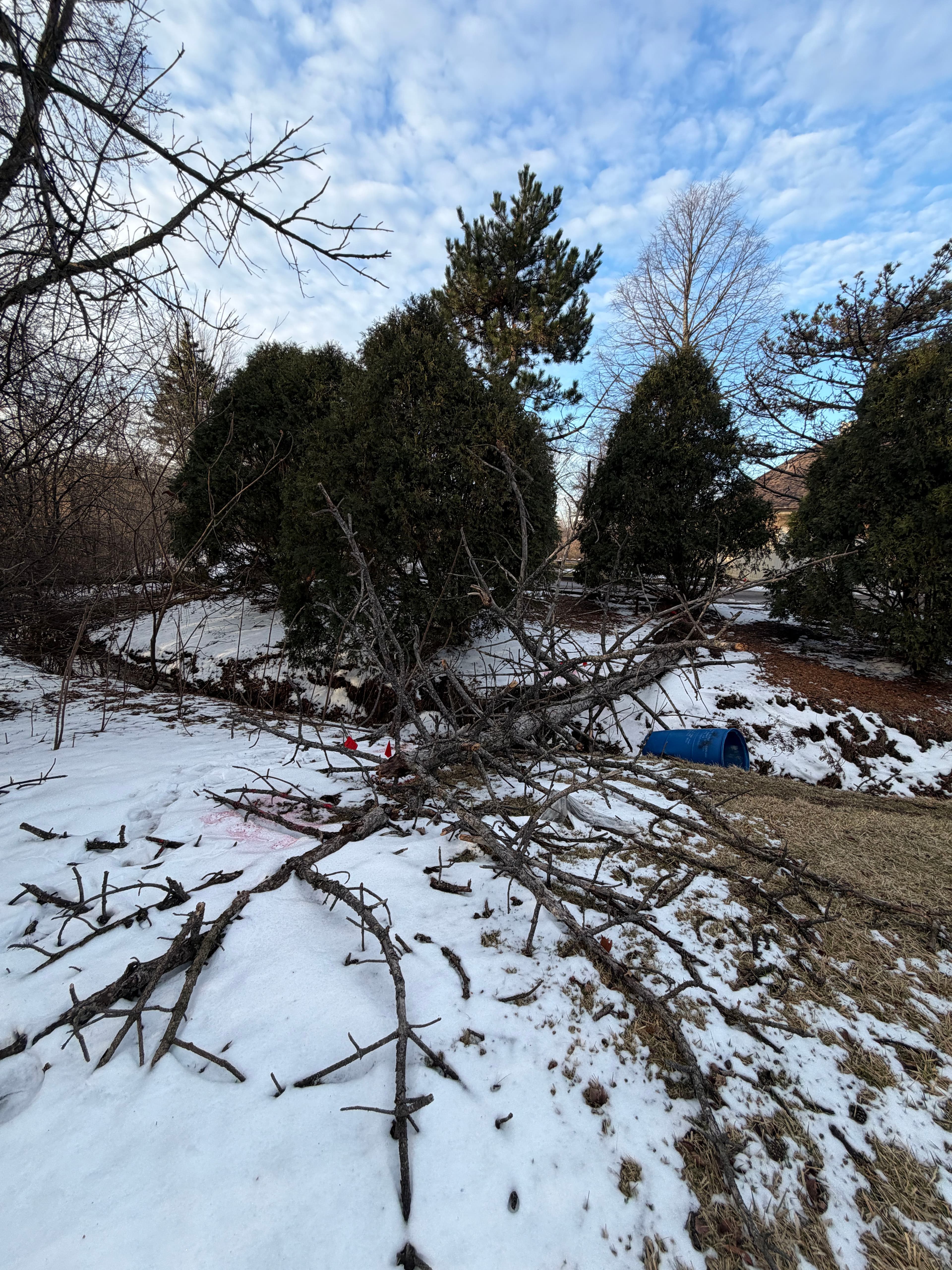 Project Efficient Tree Removal in Lake Zurich image