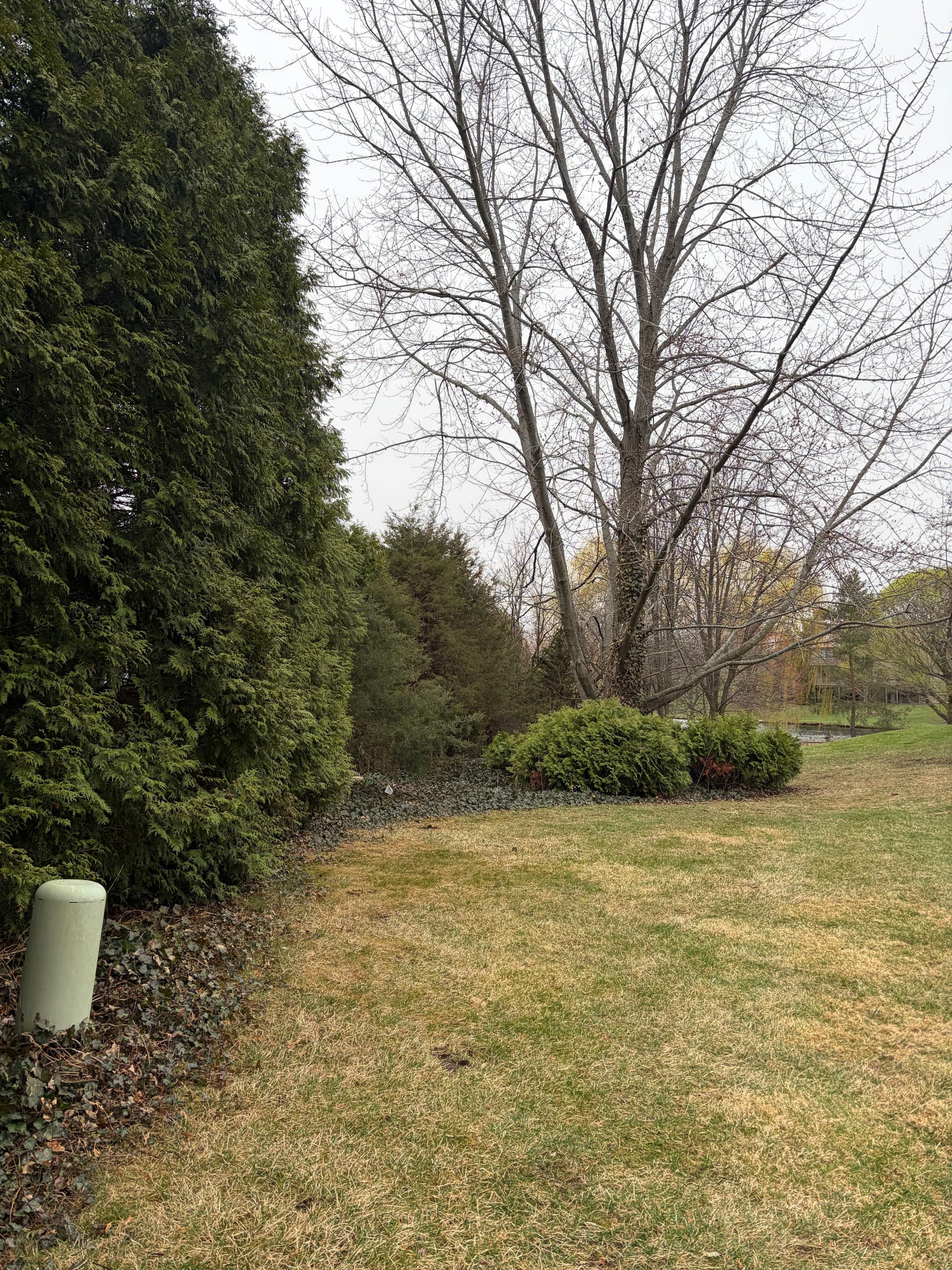 Gallery photos for Full Spring Cleanup and Tree Pruning at a Barrington Area Property: Image #3