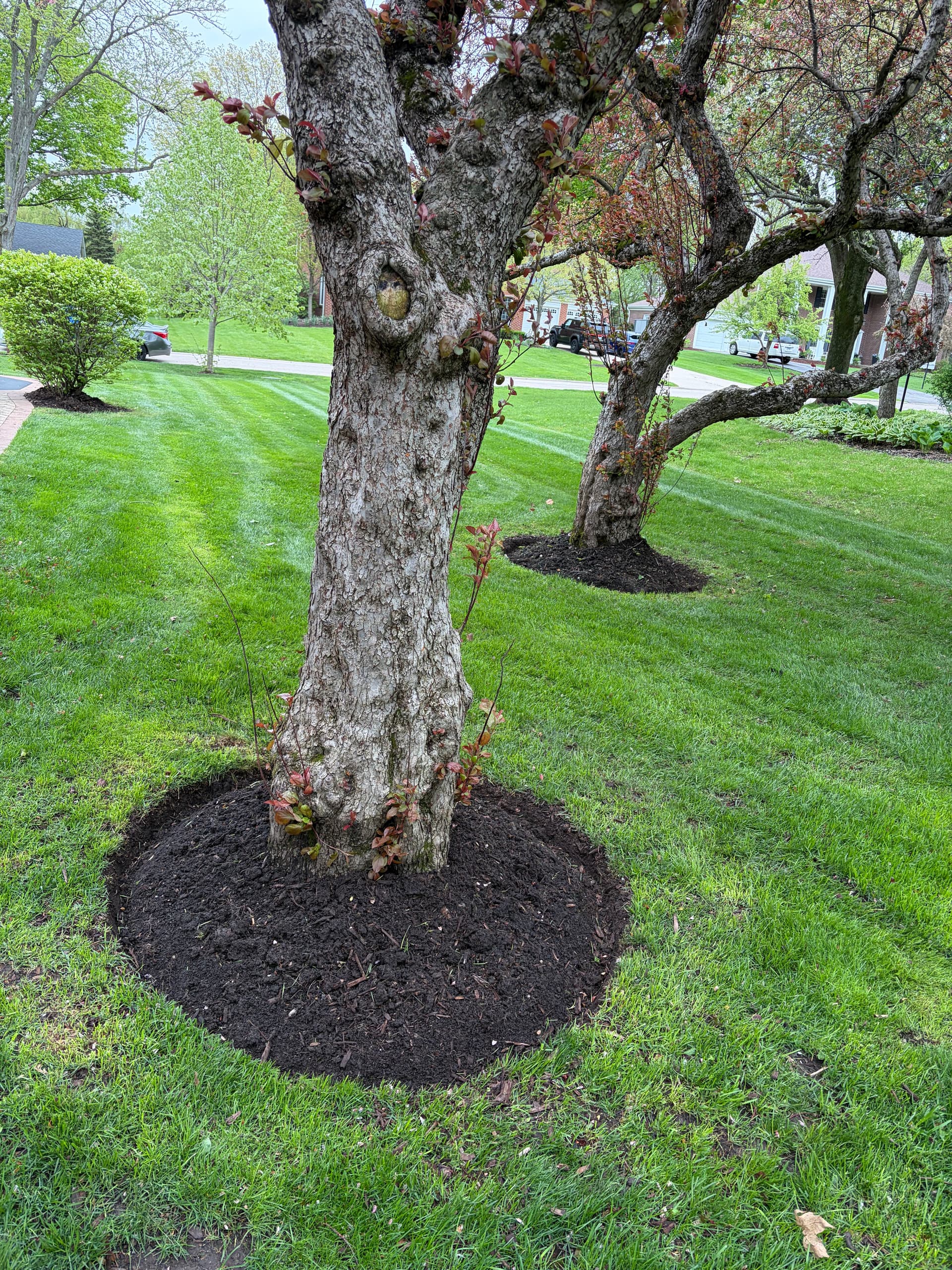 Gallery photos for Full Landscape Reset and Cleanup in Barrington IL: Image #7