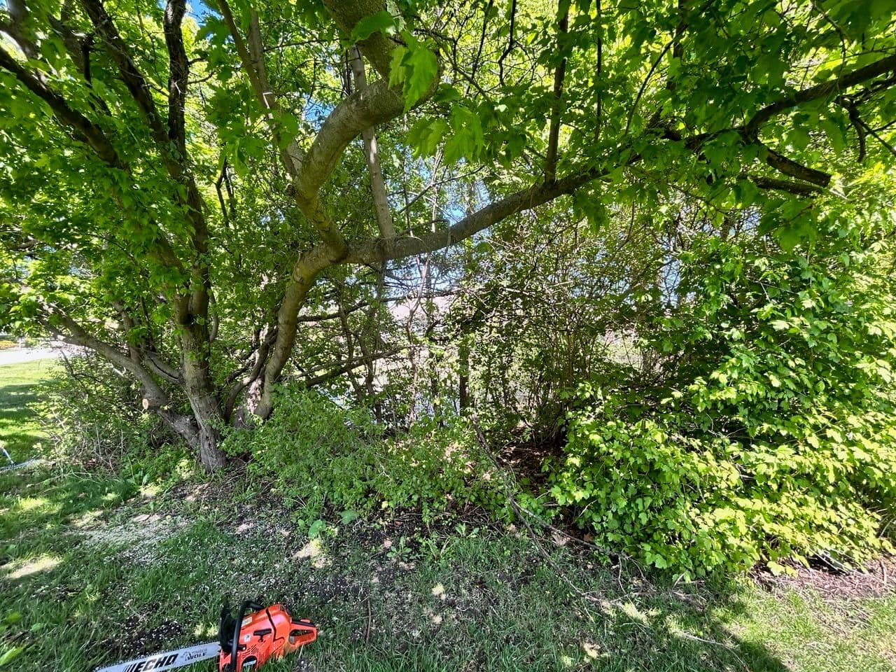 Project Transform Your Yard - Kildeer Buckthorn Removal image