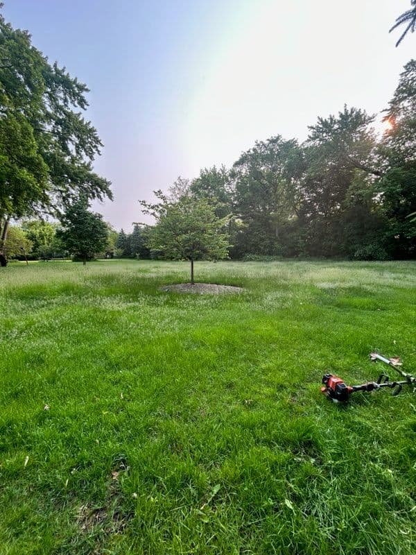 Stunning Lawn Transformation in Local Community image