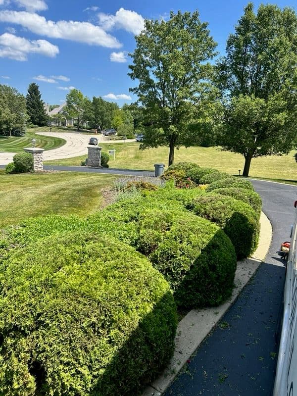 Expert Hedge Trimming in Inverness Neighborhood