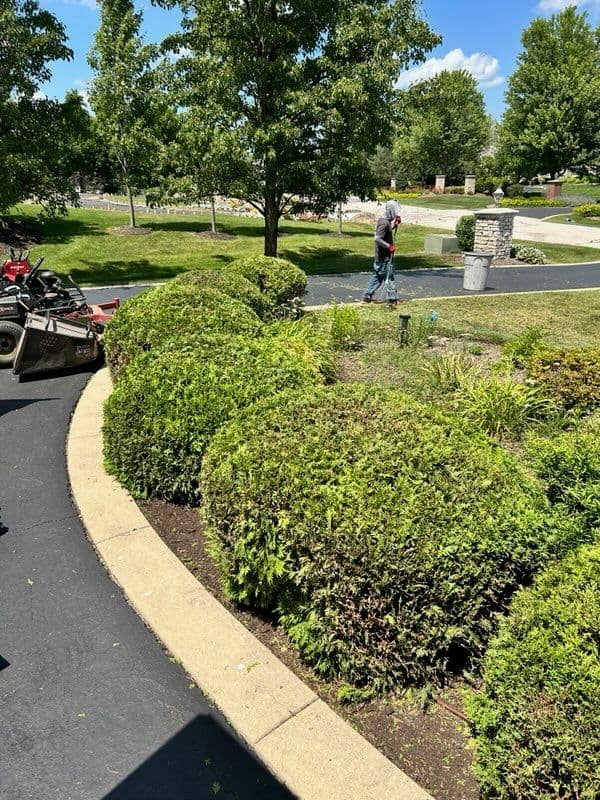 Gallery photos for Expert Hedge Trimming in Inverness Neighborhood: Image #1