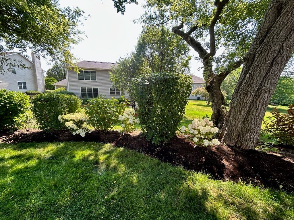 Garden Transformation with Hydrangeas and Ninebarks image